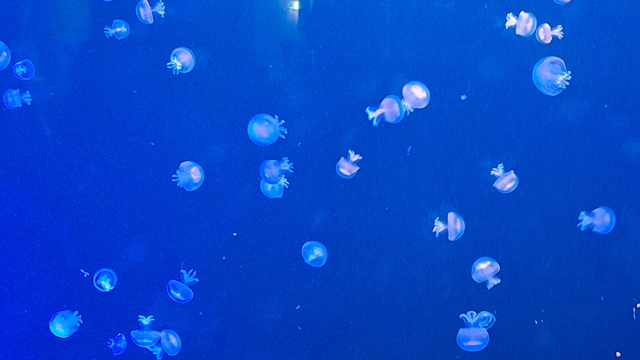 Haus des Meeres 07.03.2026