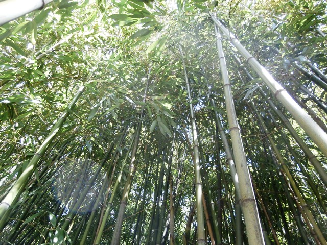 Botanischer Garten - Belvedere