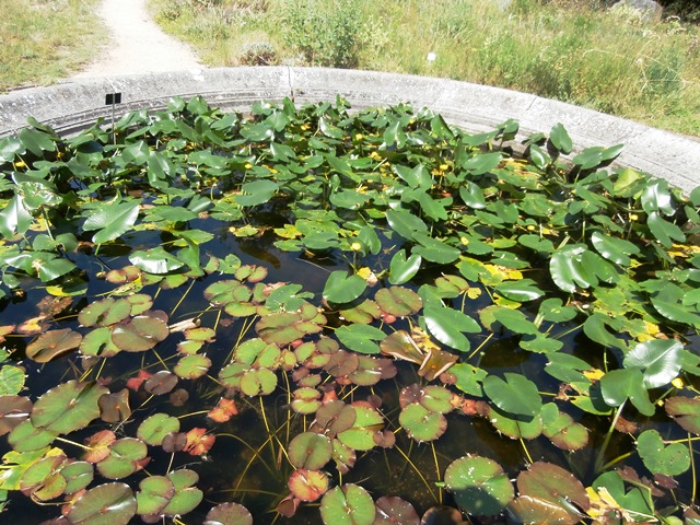 Botanischer Garten - Belvedere