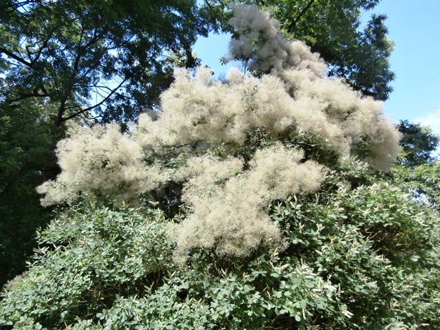 Botanischer Garten - Belvedere