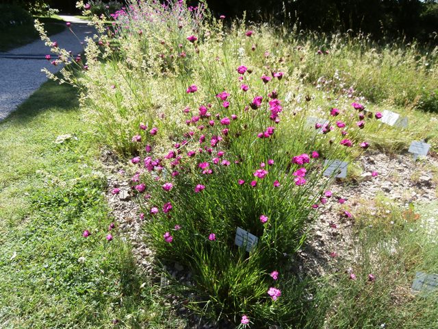 Botanischer Garten - Belvedere