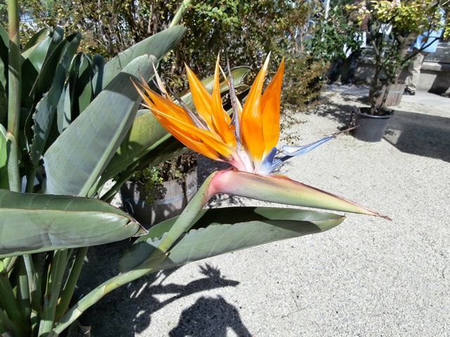 Botanischer Garten - Belvedere