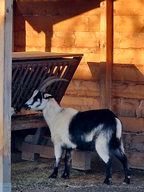 Hirschstaetten_Weihnachtsmarkt002