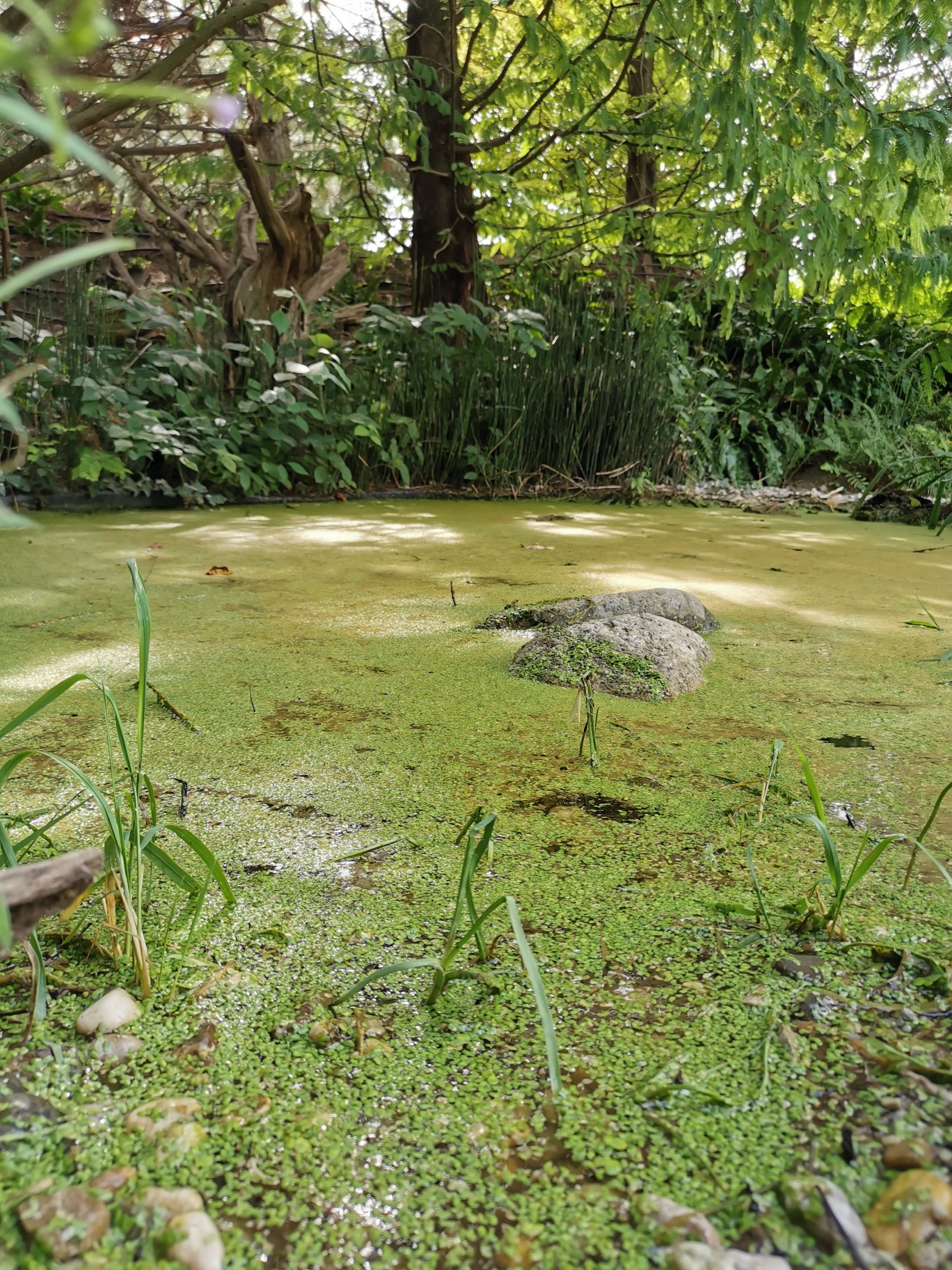 Hirschstetten 13_8_22_0104