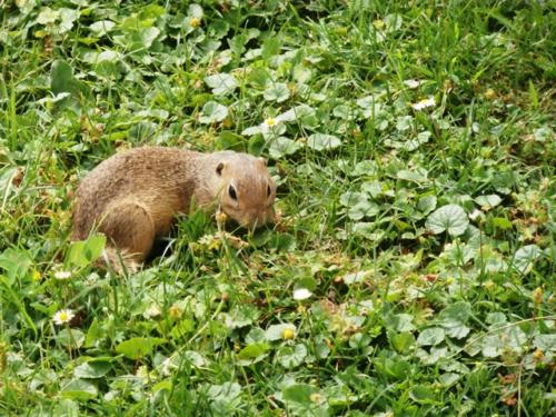 Hirschstetten 22.06.2019