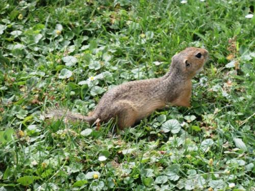 Hirschstetten 22.06.2019