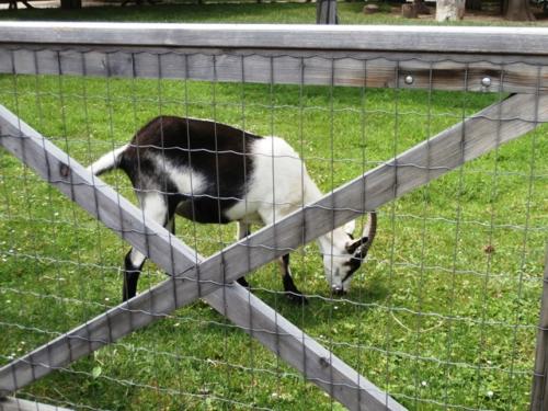 Hirschstetten 22.06.2019