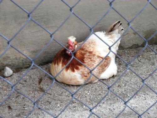 Hirschstetten 22.06.2019