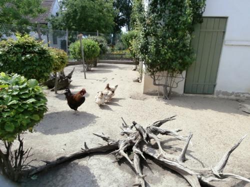 Hirschstetten 22.06.2019