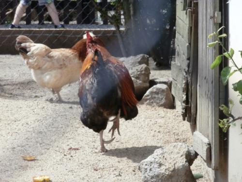 Hirschstetten 22.06.2019