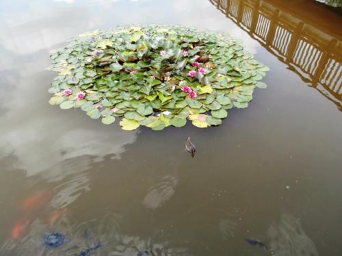 Hirschstetten 22.06.2019