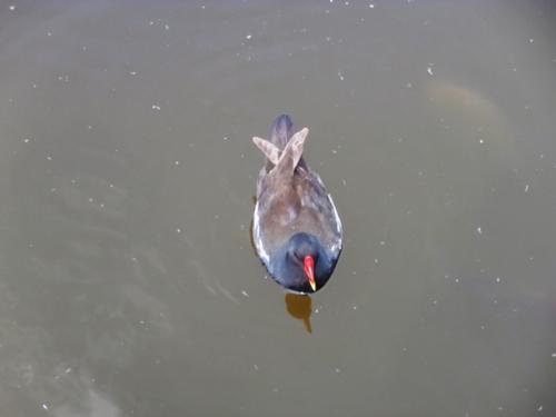 Hirschstetten 22.06.2019