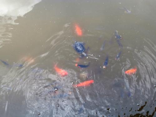 Hirschstetten 22.06.2019