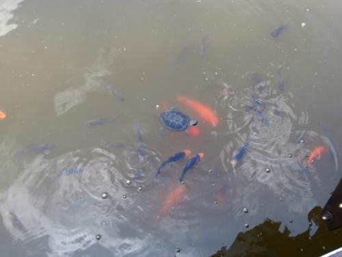 Hirschstetten 22.06.2019