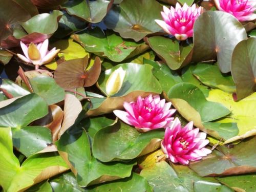 Hirschstetten 22.06.2019