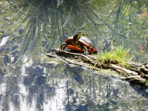 Hirschstetten 22.06.2019