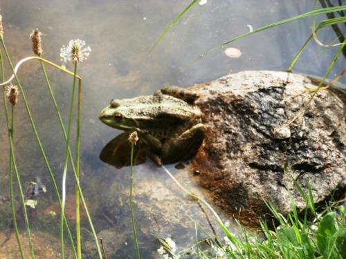 Hirschstetten 22.06.2019