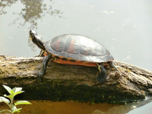 Hirschstetten 22.06.2019