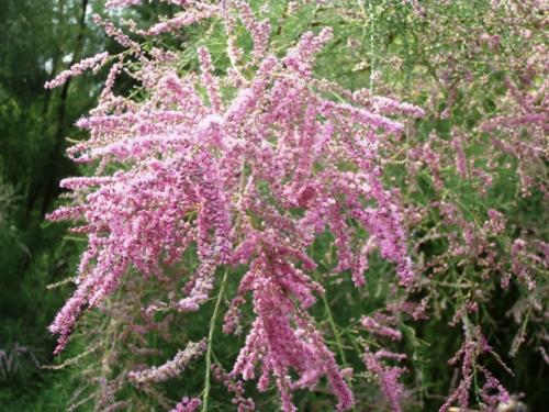 Hirschstetten 22.06.2019