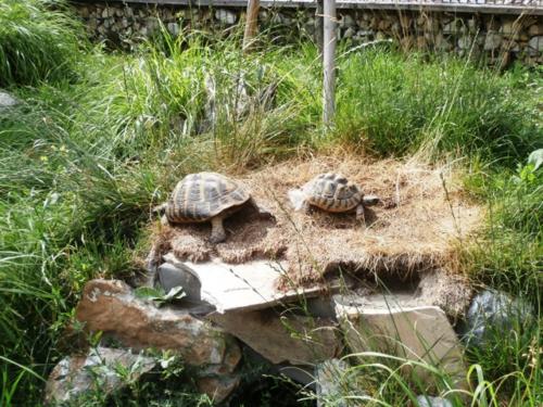 Hirschstetten 22.06.2019