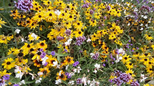 Hirschstettner Blumengärten 24.09.21