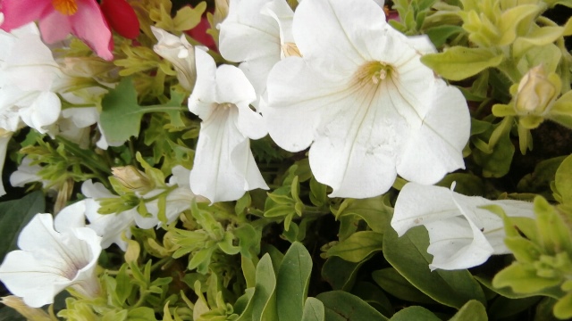 Hirschstettner Blumengärten 24.09.21