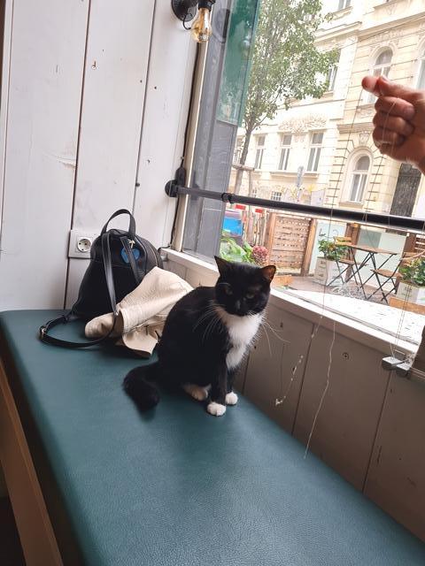 Katzencafe04