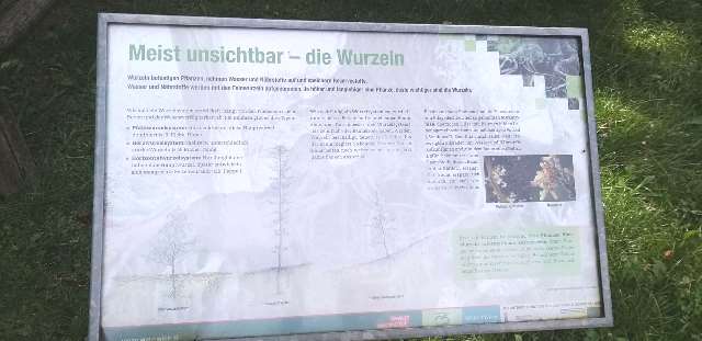 Lainzer Tiergarten09