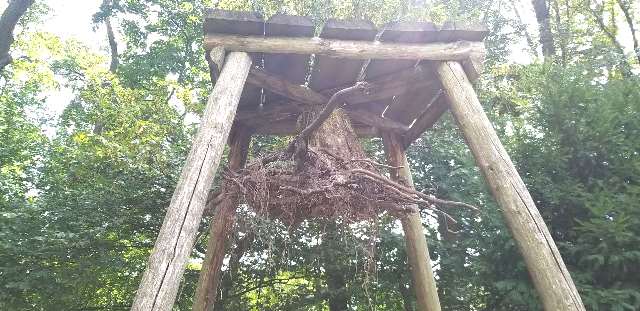 Lainzer Tiergarten10