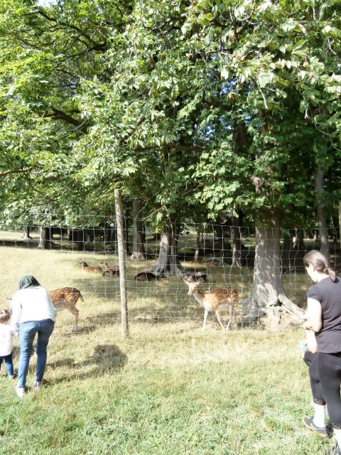 Lainzer Tiergarten 29.07.2019