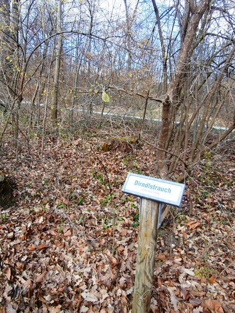 Lainzer Tiergarten 14.03.2020