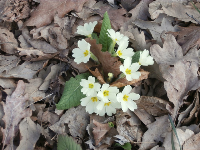 Lainzer Tiergarten 14.03.2020