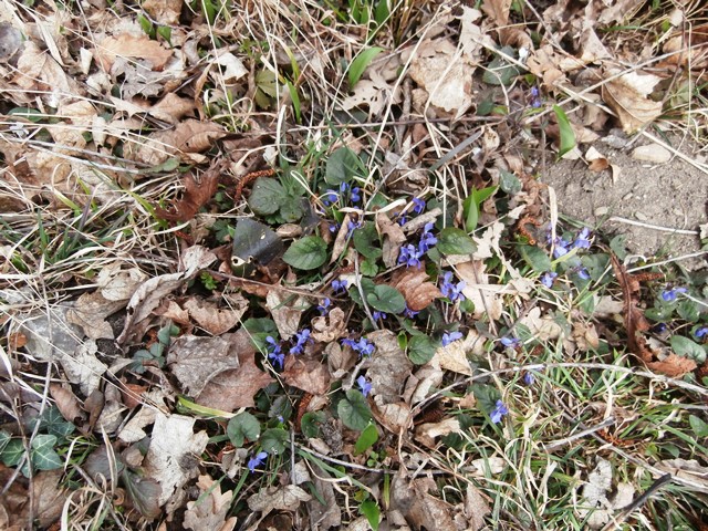 Lainzer Tiergarten 14.03.2020
