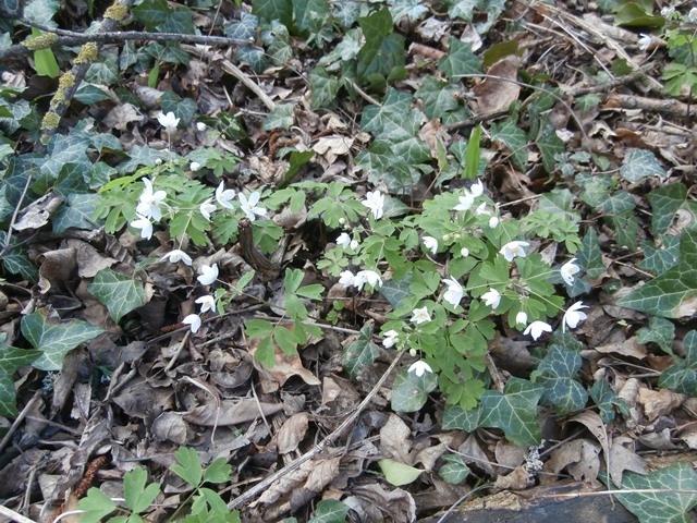 Lainzer Tiergarten 14.03.2020