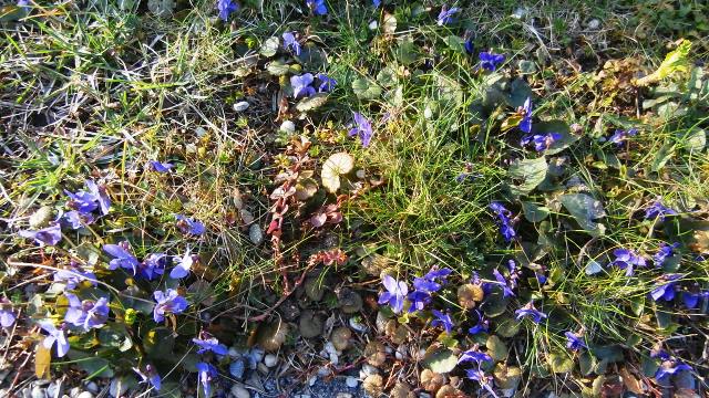 Lainzer Tiergarten 14.03.2020