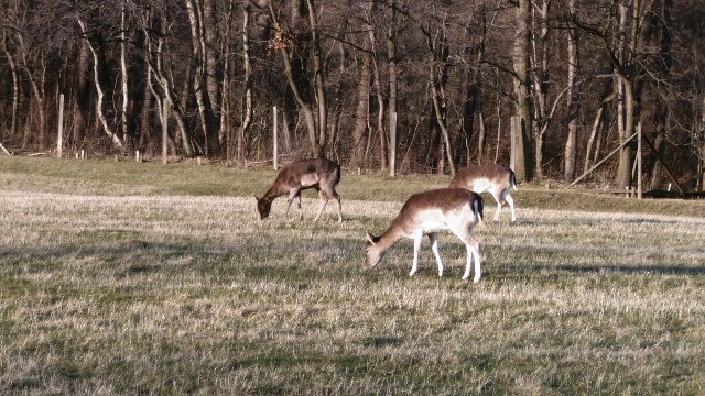 Lainzer Tiergarten 14.03.2020