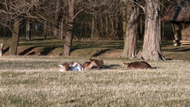 Lainzer Tiergarten 14.03.2020
