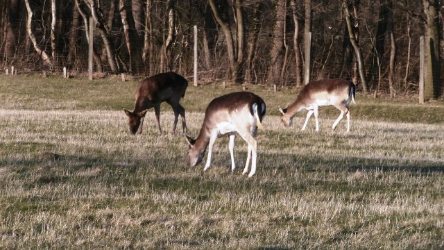 Lainzer Tiergarten 14.03.2020