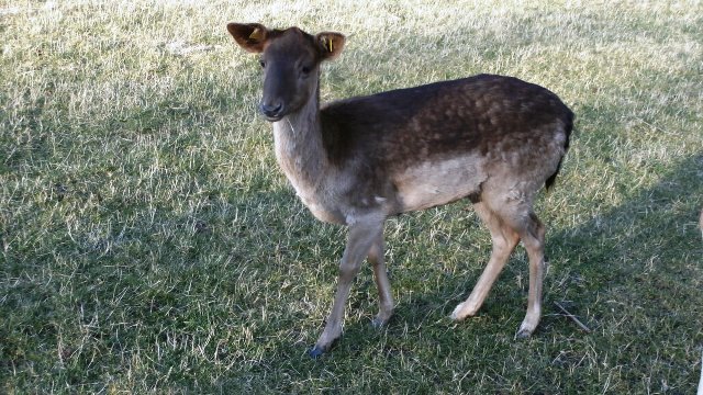 Lainzer Tiergarten 14.03.2020