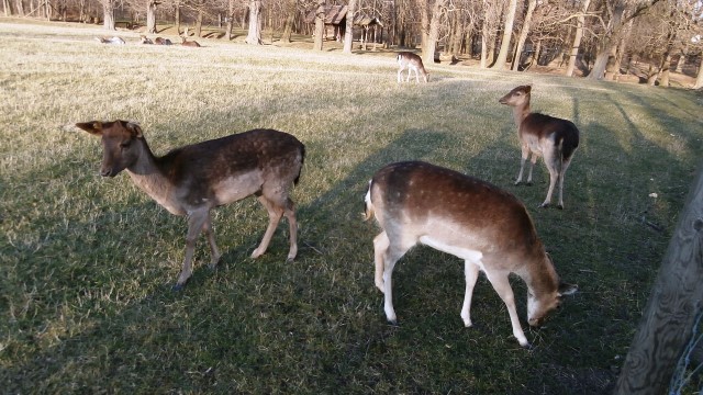 Lainzer Tiergarten 14.03.2020