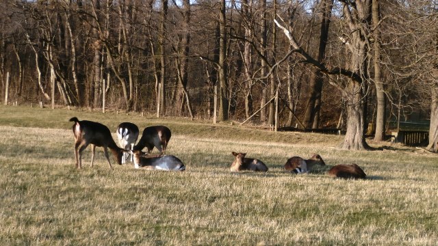 Lainzer Tiergarten 14.03.2020