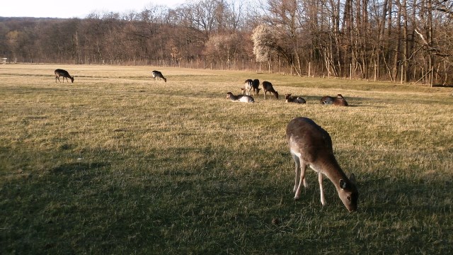 Lainzer Tiergarten 14.03.2020