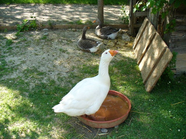 Museumsdorf Niedersulz_32