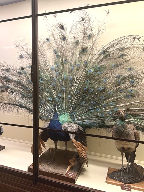 Naturhistorisches Museum 13.01.2024