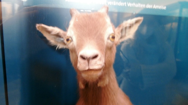 Naturhistorisches Museum 22.09.2021