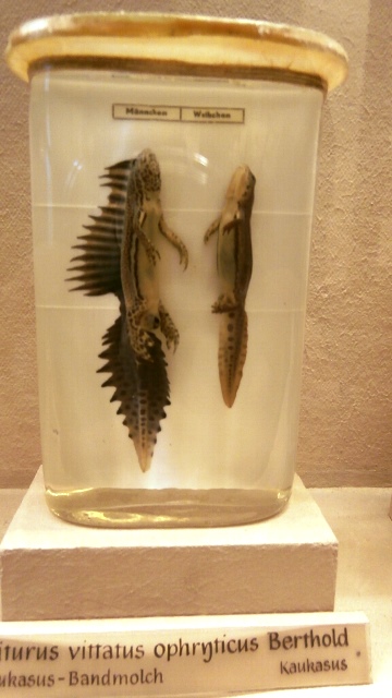 Naturhistorisches Museum 22.09.2021