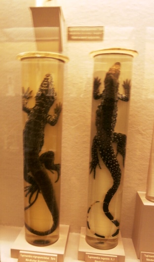 Naturhistorisches Museum 22.09.2021