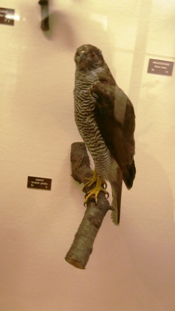 Naturhistorisches Museum 22.09.2021