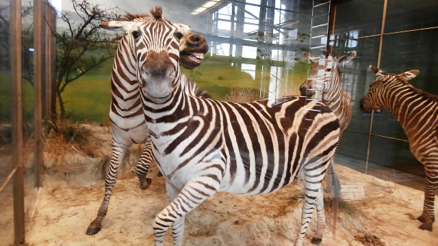 Naturhistorisches Museum 22.09.2021