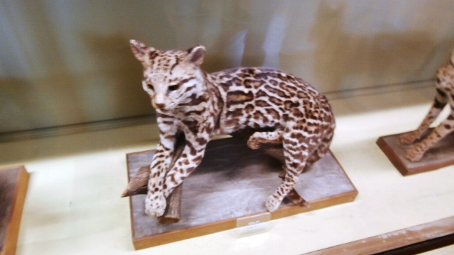 Naturhistorisches Museum 22.09.2021